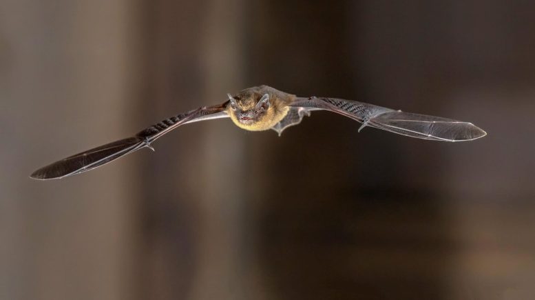 Pipistrelle Bat Flying