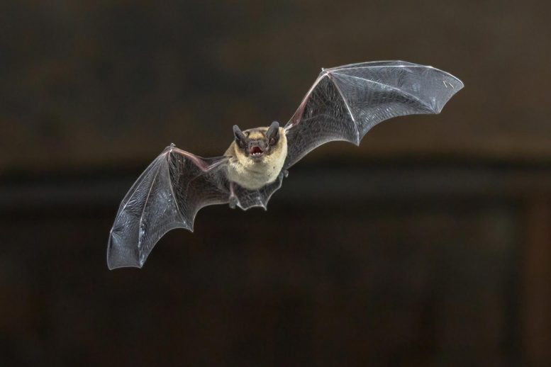 Pipistrelle Bat Flying