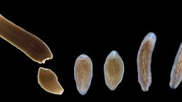 Planarian Flatworm Provides Treasure Trove on the Function and Evolution of Genes