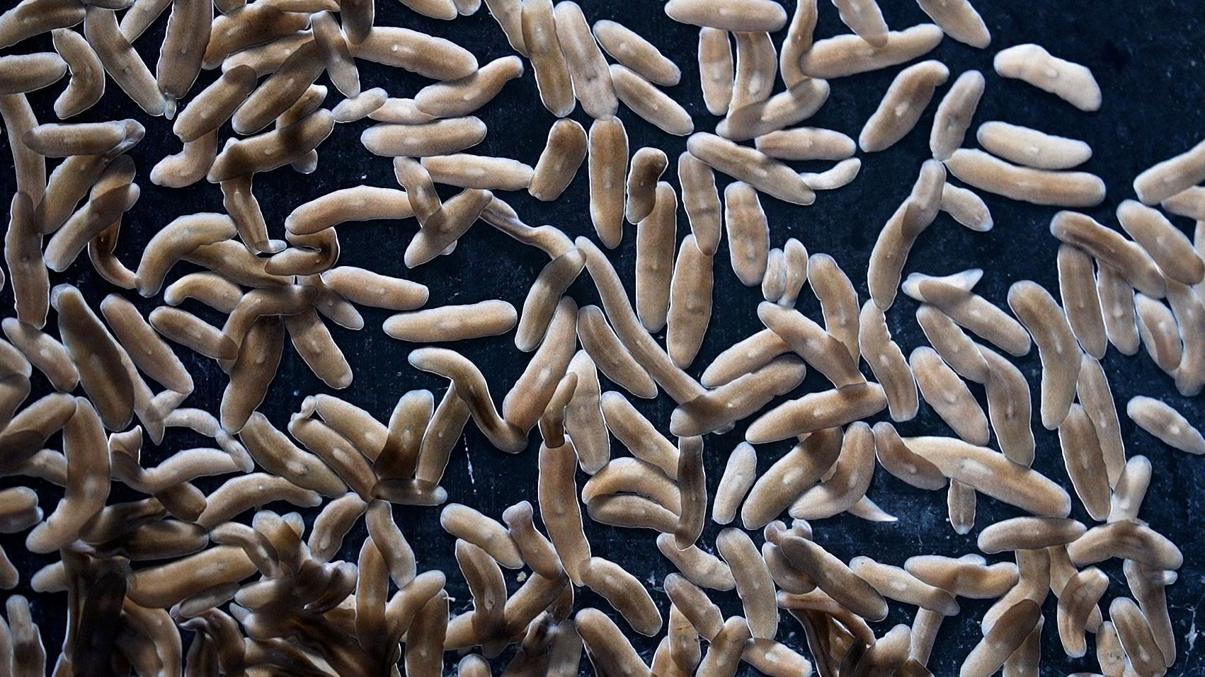 Planarian Flatworms demonstrating regeneration abilities