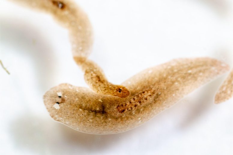 Planarian Worms