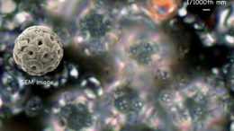Plankton Community in the Mass Extinction Recovery Phase