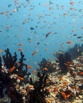 Plankton-Feeding Fishes Oceanic Coral Reefs