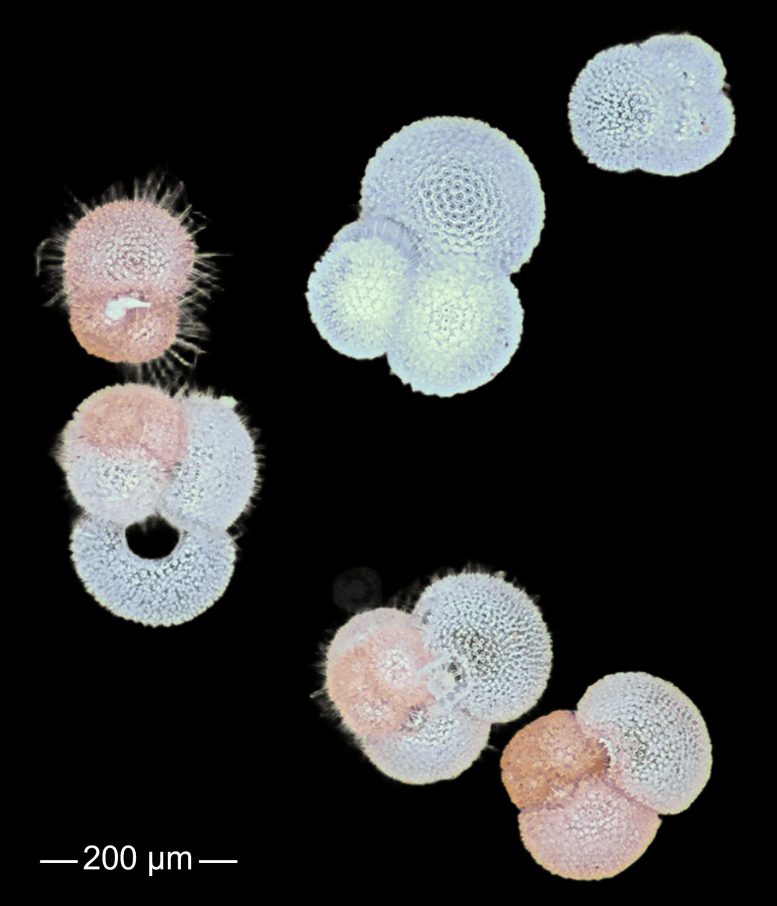 Planktonic Foraminifers Collected in the Surface Waters of the South Atlantic