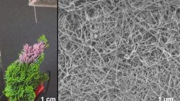Plant-Based Nanowire Forest Spray
