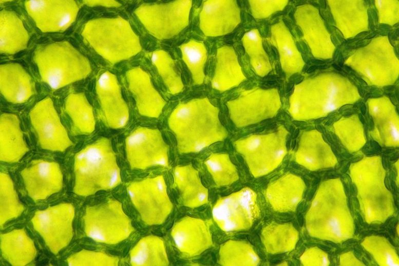Plant Cells Microscope View