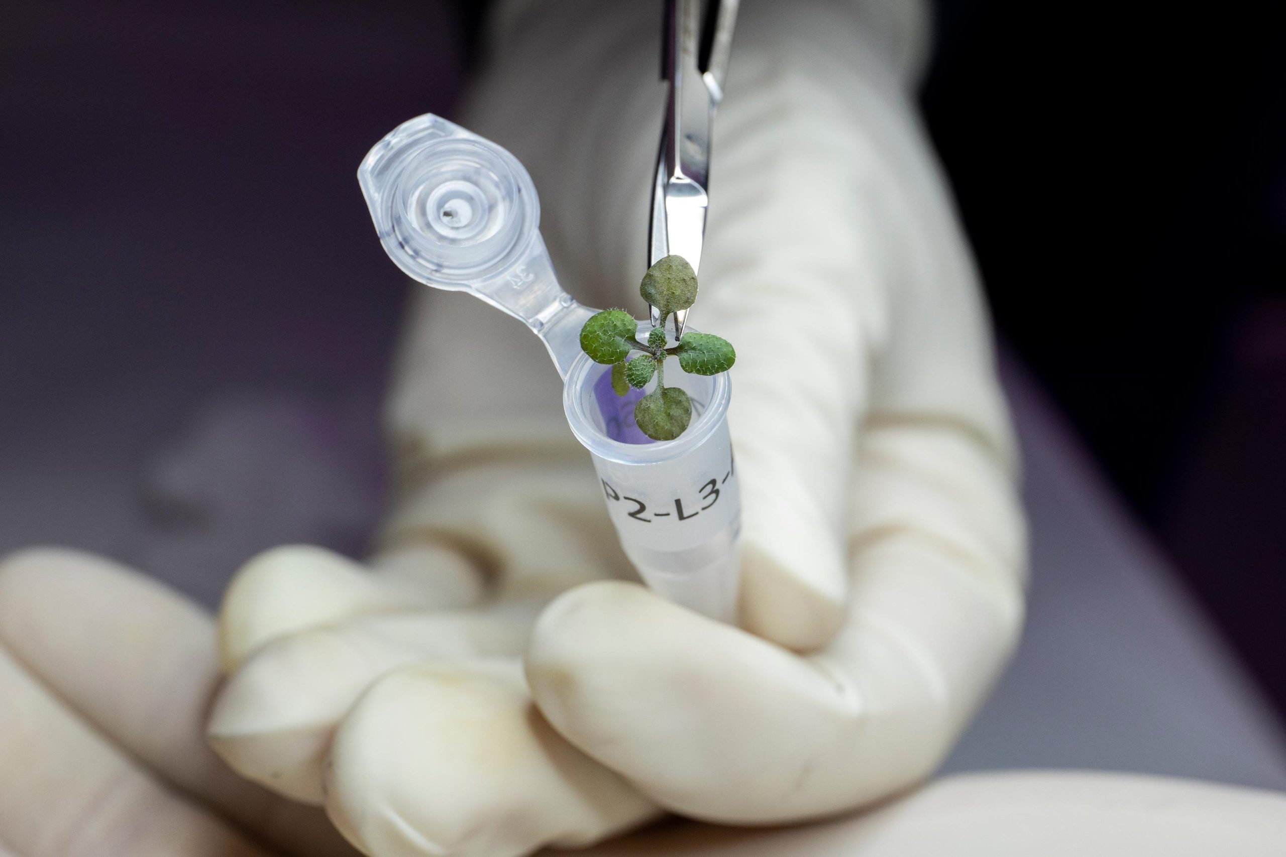 For the First Time Ever, Scientists Grow Plants in Lunar Soil