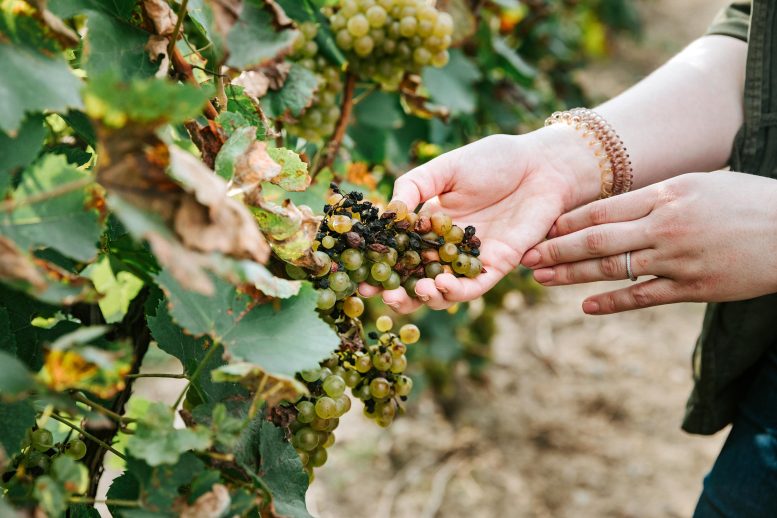 Plant Pathologist Katie Gold Inspects Diseased Grapes