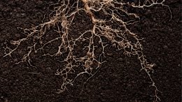 Plant Roots Underground