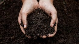 Planting Soil in Hands