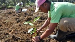 Planting Trees Is No Panacea for Climate Change