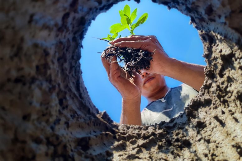 Planting Trees Soil Hole