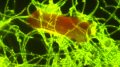Plastic Particle Colonized by the Marine Fungus