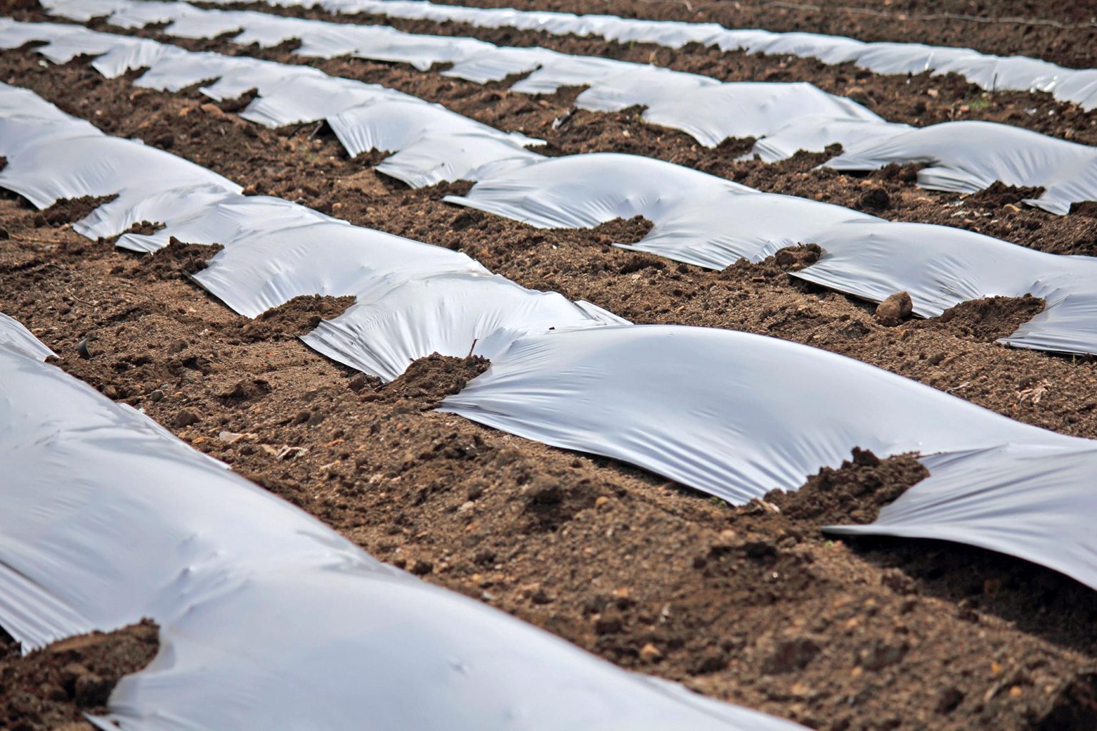 Bitter Harvest: The Dirty Little Secret of Strawberry Fields
