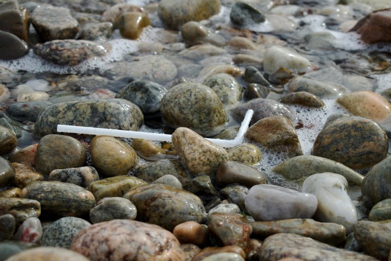 Plastic Straw Marine Litter