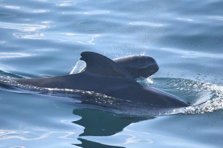 Plastic in Whales Pilot Whale and Calf