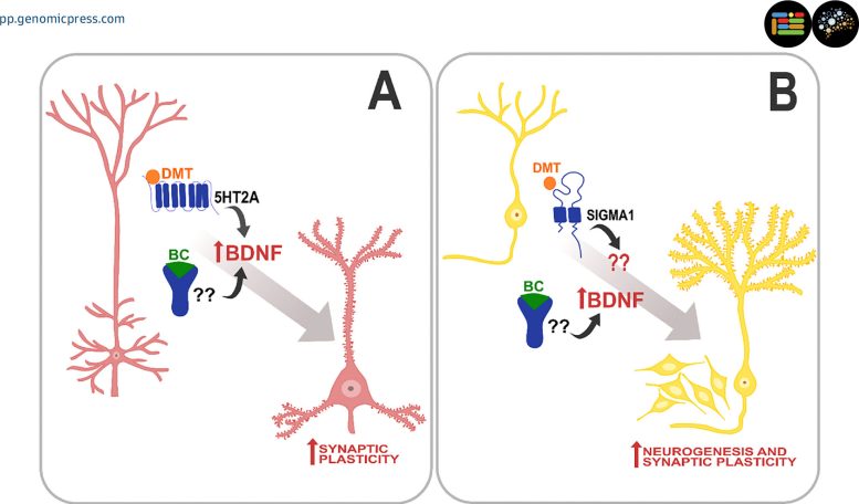 Plasticity Promoting Mechanisms Triggered by Dimethyltryptamine and β Carboline