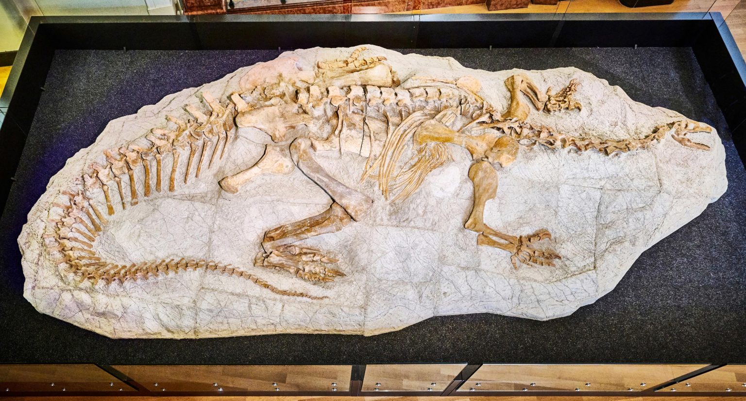 “Everyone’s Unique” Paleontologists Reveal Great Variability Within