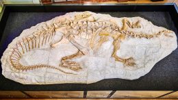 Plateosaurus trossingensis Complete Fossil
