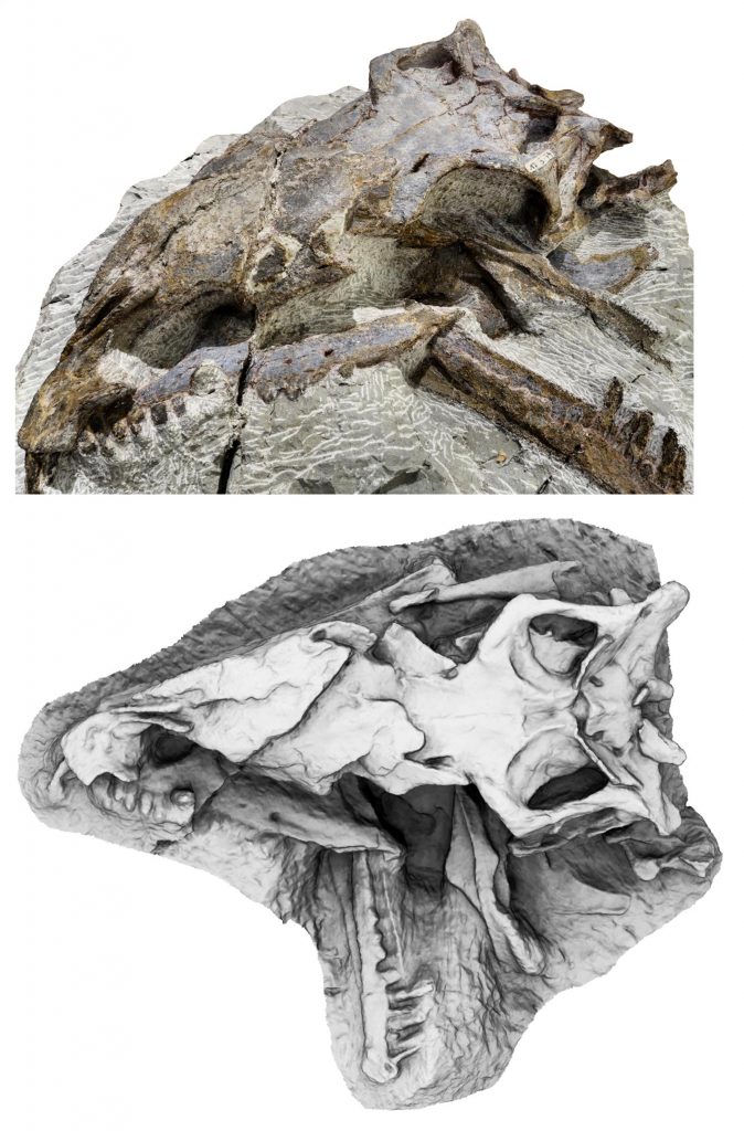 Plateosaurus trossingensis Skull 3D Model