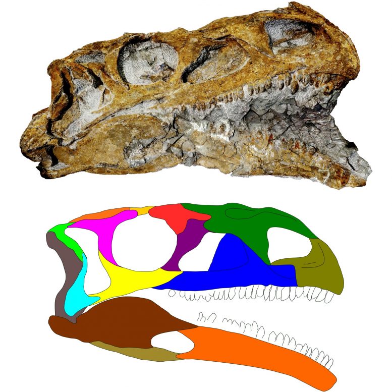 Plateosaurus trossingensis Skull