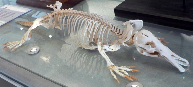 Platypus Skeleton
