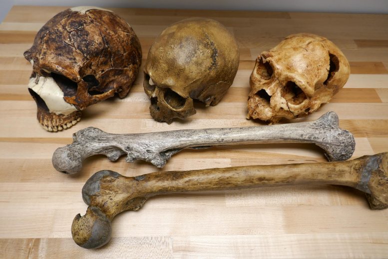 Pleistocene Human Fossils Size Variation