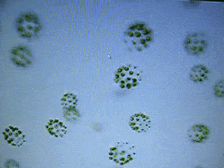 Pleodorina Algae