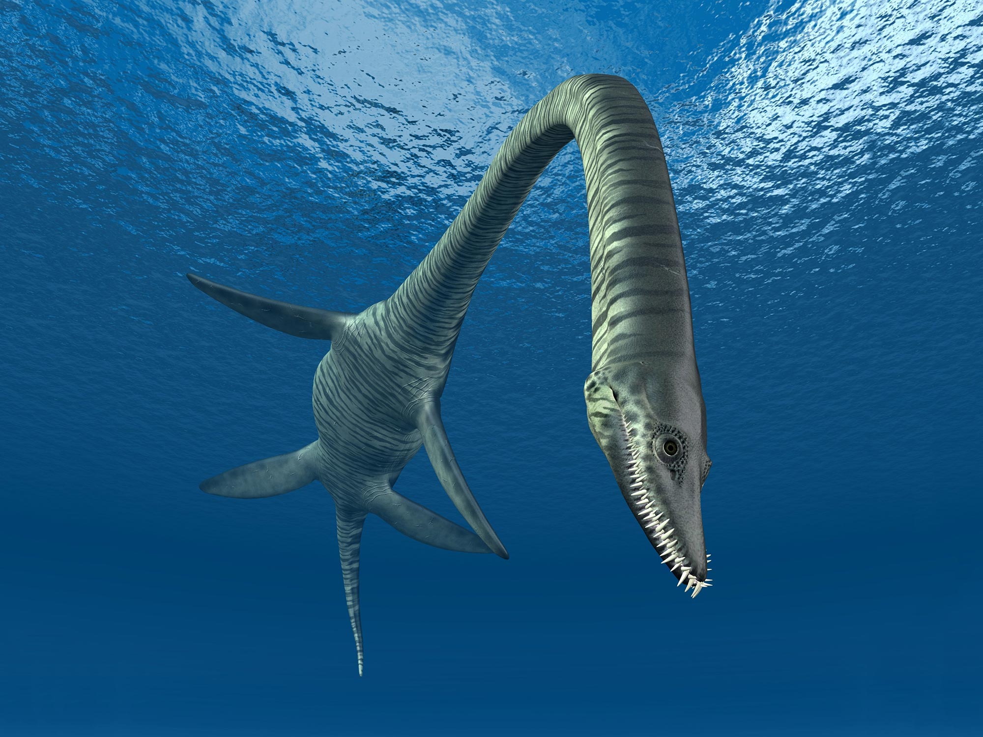 Los plesiosaurios duplicaron la longitud de su cuello al adquirir nuevas vértebras