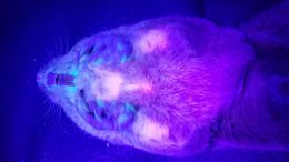 Pocket Gopher Illuminated With UV Light