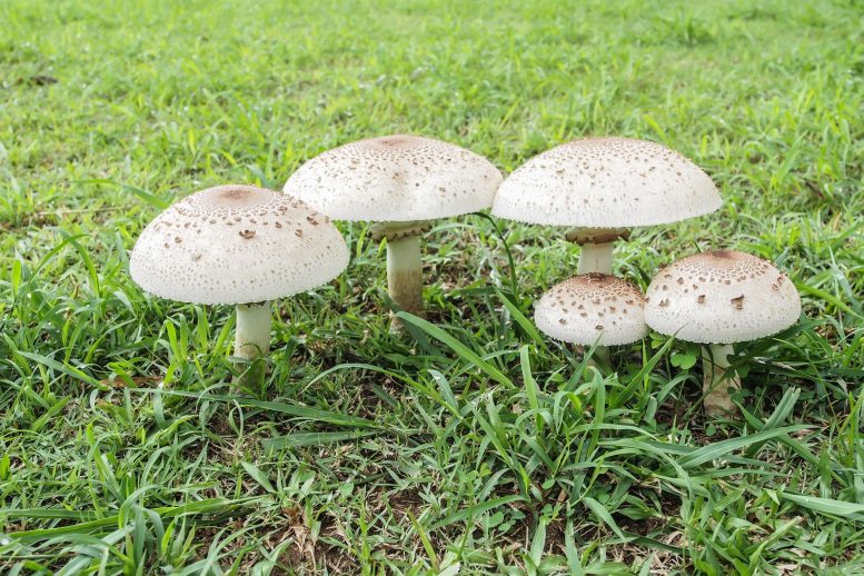 Poisonous Mushrooms