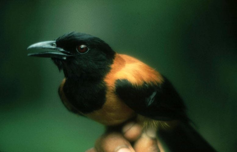 Poisonous Pitohui Bird