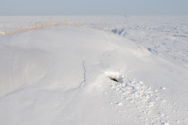 Polar Bear Den in Alaska