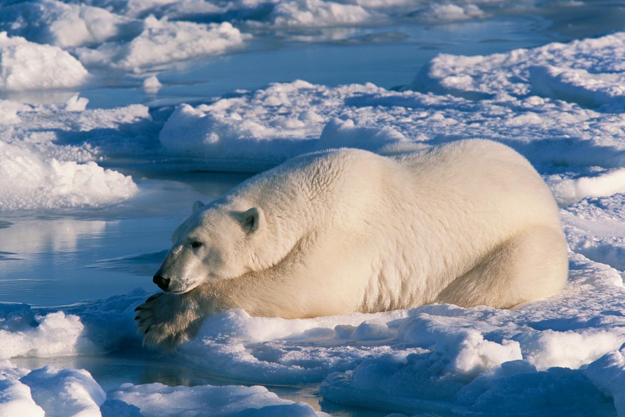 Polar Bears’ Slick Secret: How Greasy Fur Defies the Arctic Freeze