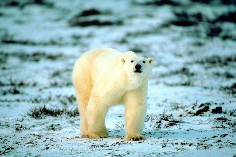 Polar Bear on Land