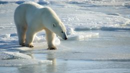 Polar Bear Melting Ice