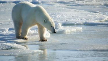 See How Scientists Track Polar Bears With Groundbreaking “Burr on Fur” Tags