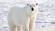 Polar Bear Tundra