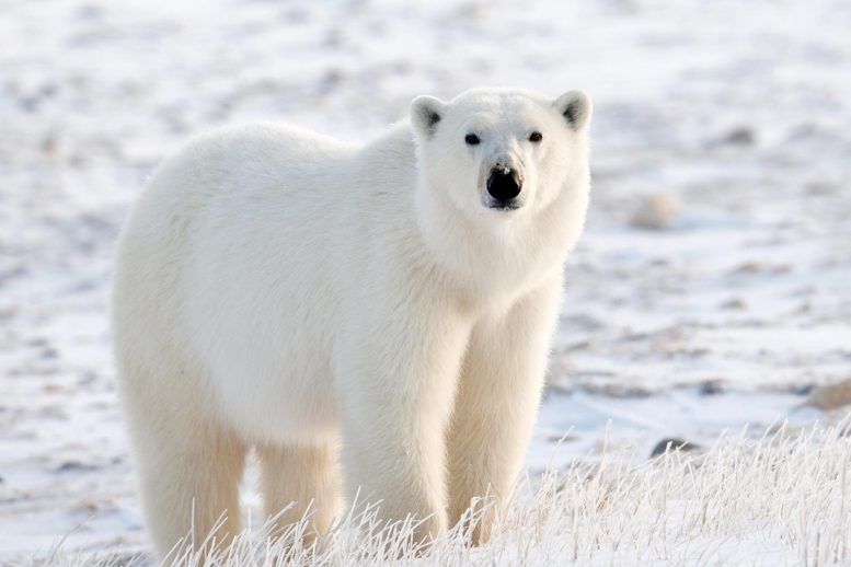 Polar Bear Tundra