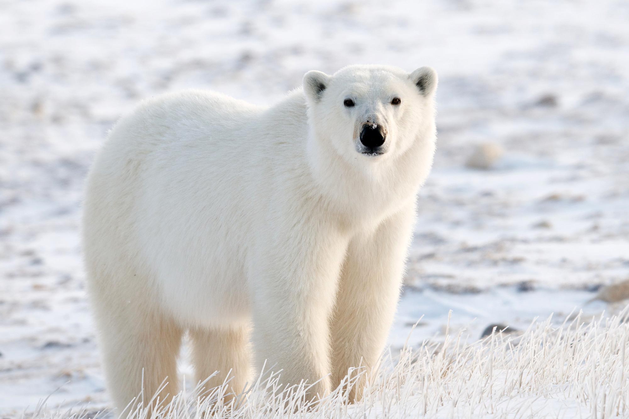 New Polar Bear-Inspired Fabric Is 30% Lighter Than Cotton and Far Warmer