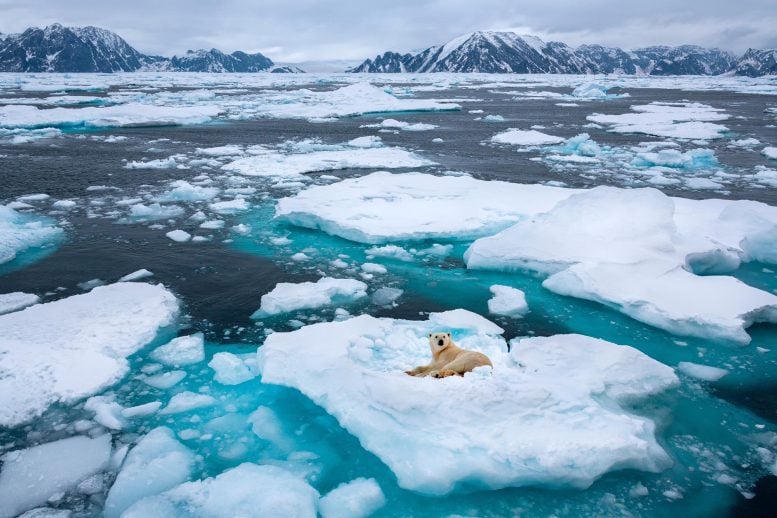 Polar Bear (Ursus maritimus) Floating Sea Ice Northeast Coast of Greenland