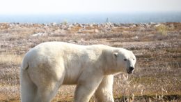 Polar Bear Western Hudson Bay Area