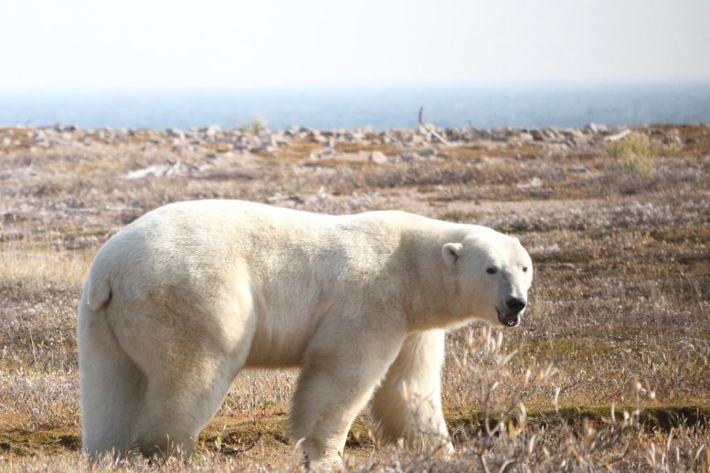 Polar Bear Western Hudson Bay Area