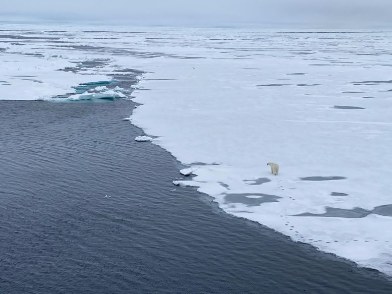 Polar Bear on Melting Seasonal Arctic Sea Ice