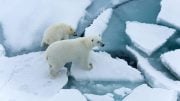 Polar Bears Close to Research Vessel Polarstern