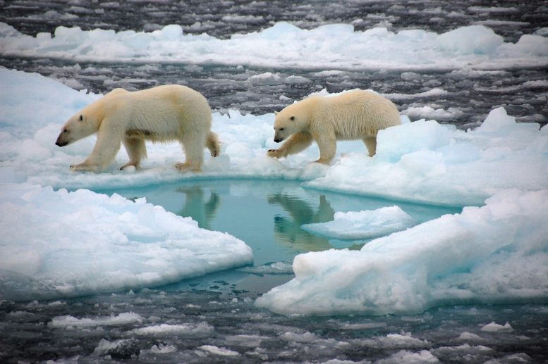 Polar Bears on Arctic Sea Ice