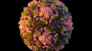 Polio Virus CDC