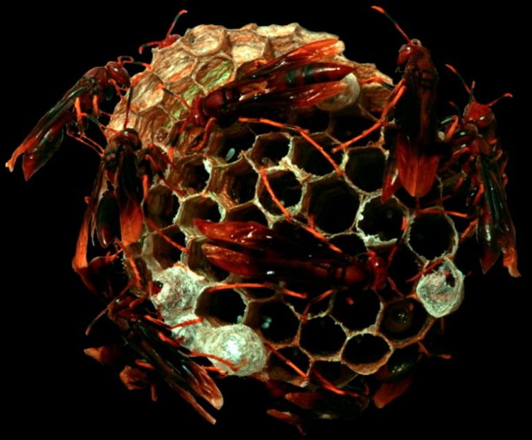 Wasp Colonies Explode Into Violence After Losing Their Queen