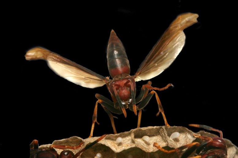 Polistes canadensis Close