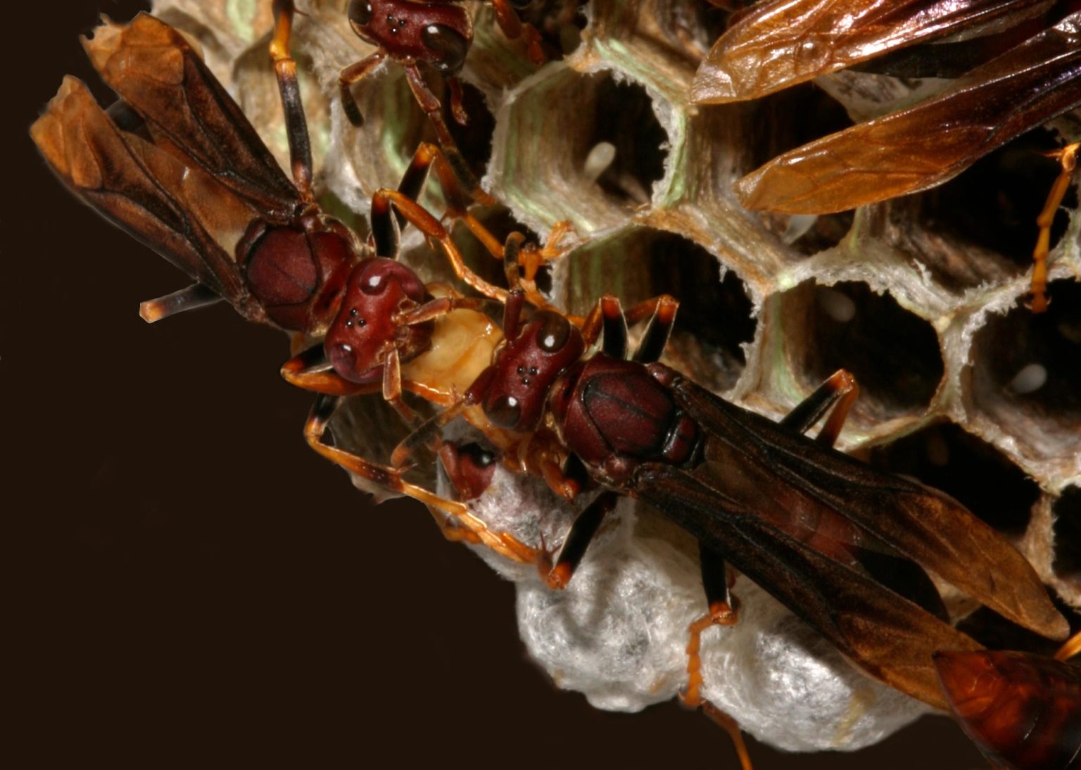 Wasp Colonies Explode Into Violence After Losing Their Queen